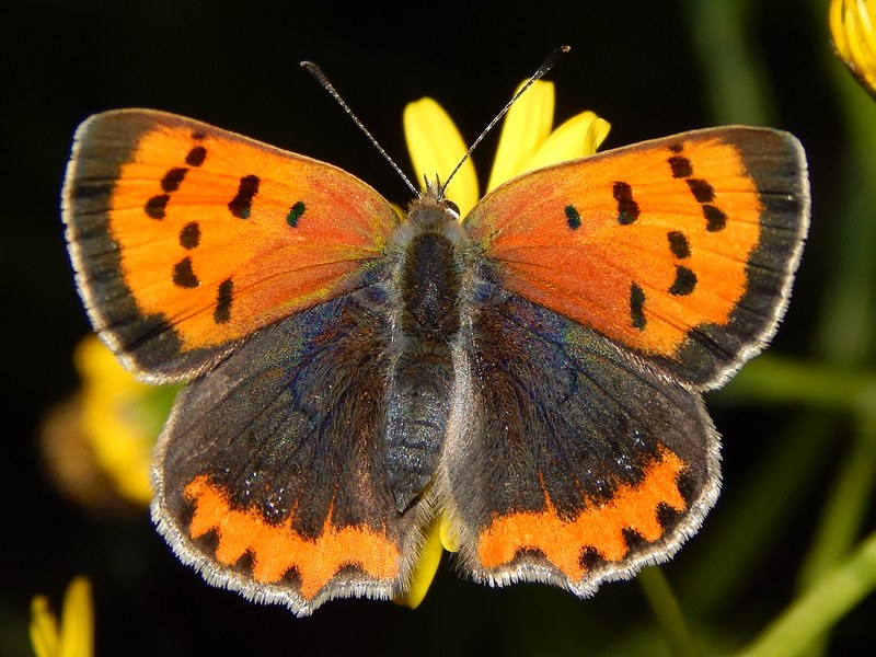 L''ultima Lycaena...